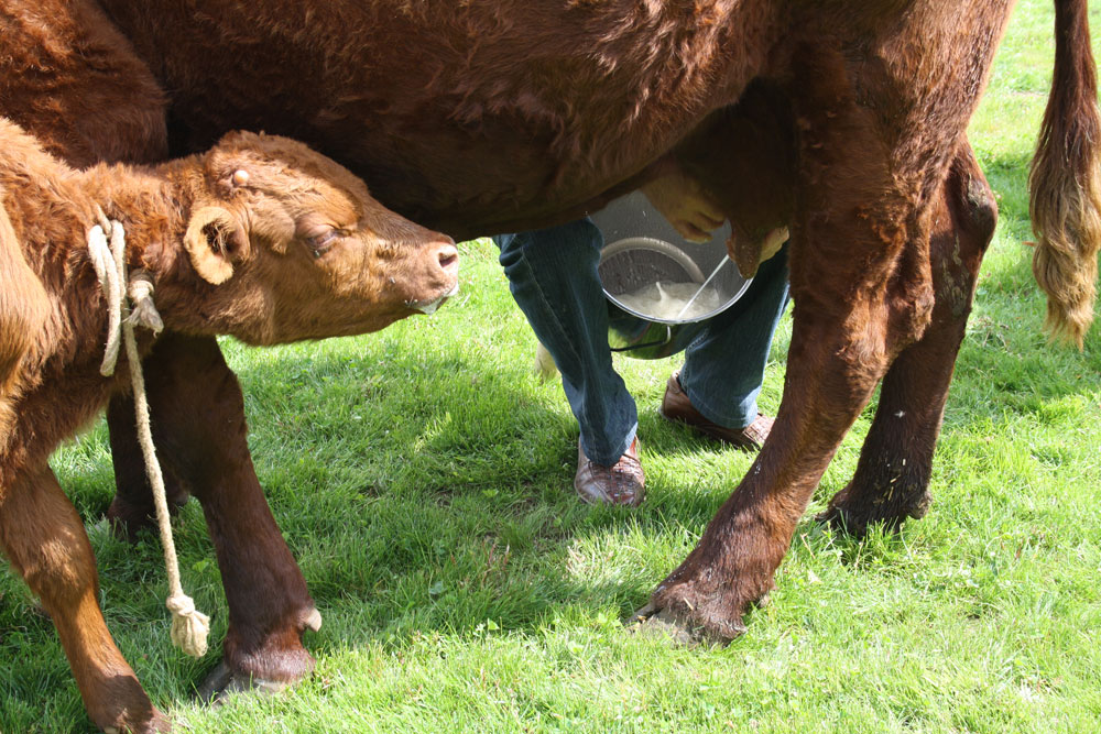 Traite de vaches salers