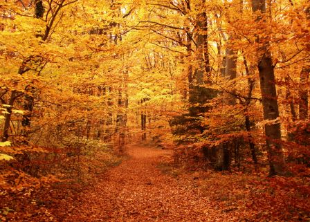 Fromages de saison : l&rsquo;Automne