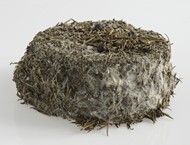 Fleur du Maquis aux herbes