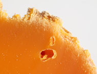 Mimolette