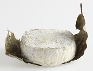 Cendré de Niort