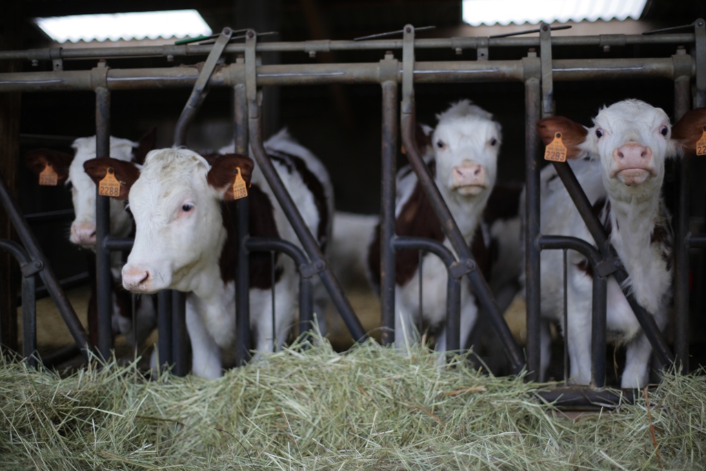 Vaches dans une étable