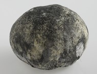 Truffe de Ventadour